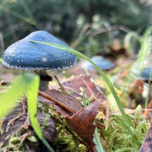 Searching for Shrooms