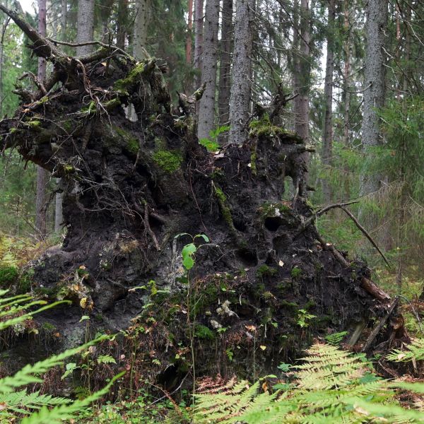 Fallen Trees