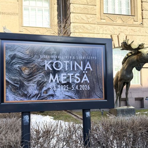kotinametsa kotinametsa
